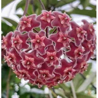 Hoya pubicalyx (Fleur de porcelaine, fleur de cire)