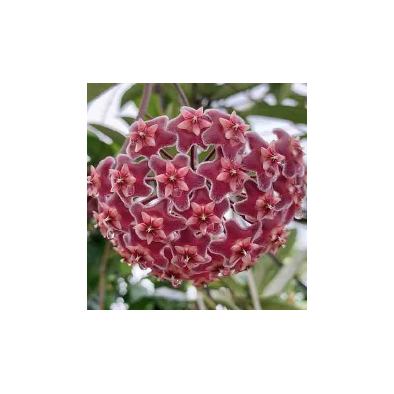 Hoya pubicalyx (Fleur de porcelaine, fleur de cire)