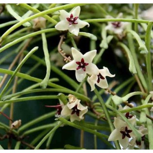 Hoya retusa (Fleur de porcelaine, fleur de cire)