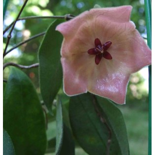 Hoya patella pink (Fleur de porcelaine, fleur de cire)