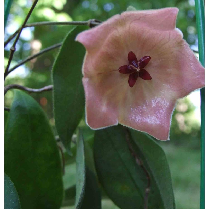 Hoya patella pink (Fleur de porcelaine, fleur de cire)