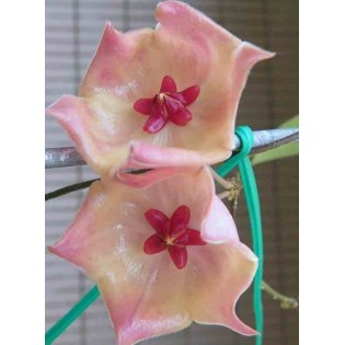 Hoya rotule rose (Fleur de porcelaine, fleur de cire)