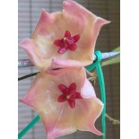 Hoya rotule rose (Fleur de porcelaine, fleur de cire)