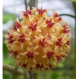 Hoya rintzii (Fleur de porcelaine, fleur de cire)