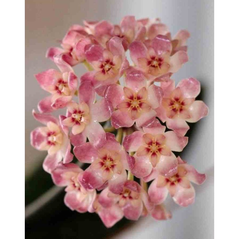 Hoya scortechinii (Fleur de porcelaine, fleur de cire)