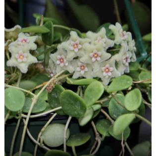 Hoya serpens (Fleur de porcelaine, fleur de cire)