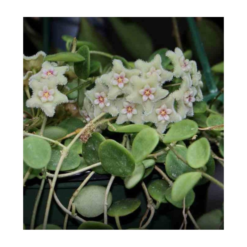 Hoya serpens (Fleur de porcelaine, fleur de cire)