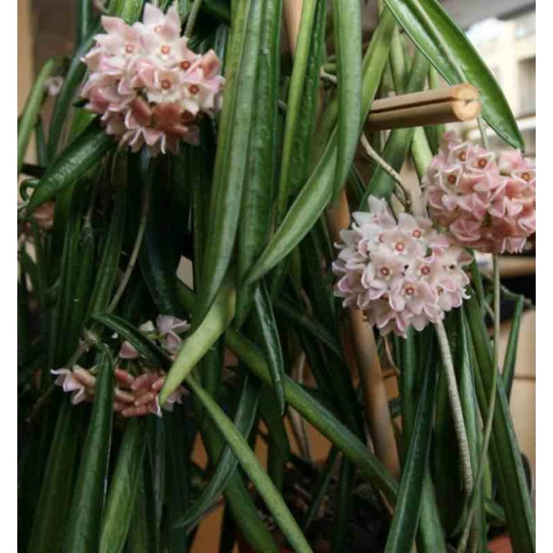 Hoya shepherdii (Fleur de porcelaine, fleur de cire)