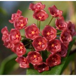 Hoya siariae (Fleur de porcelaine, fleur de cire)