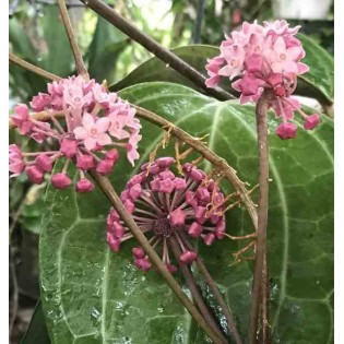 Hoya SP. aff. Clandestine (Fleur de porcelaine, fleur de cire)