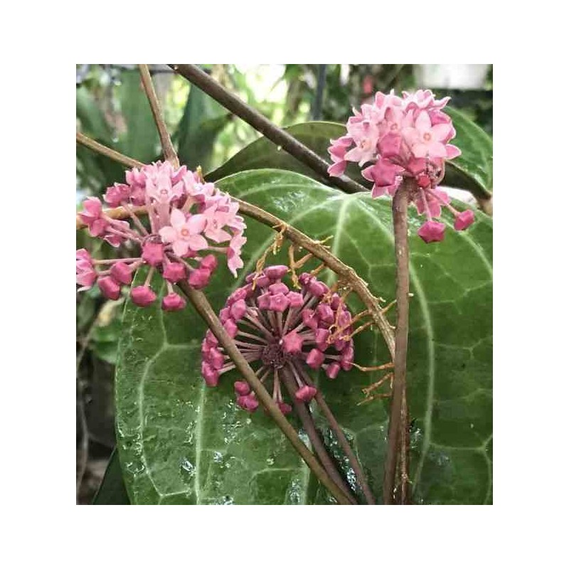 Hoya SP. aff. Clandestina (Fleur de porcelaine, fleur de cire)