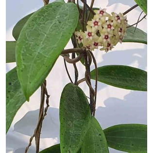 Hoya sp. Bulusan (Fleur de porcelaine, fleur de cire)
