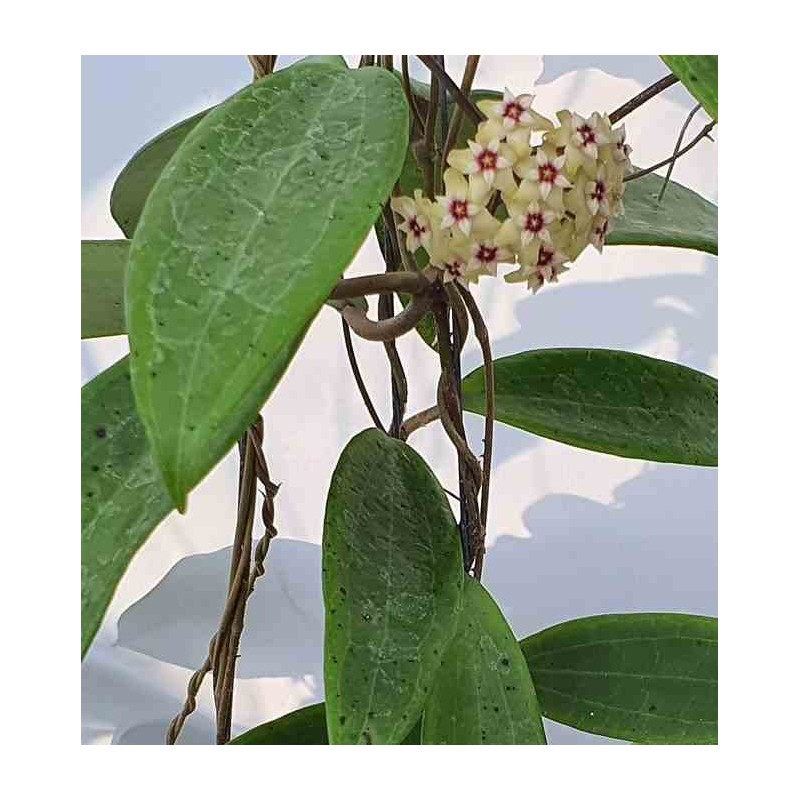 Hoya sp. Bulusan (Fleur de porcelaine, fleur de cire)