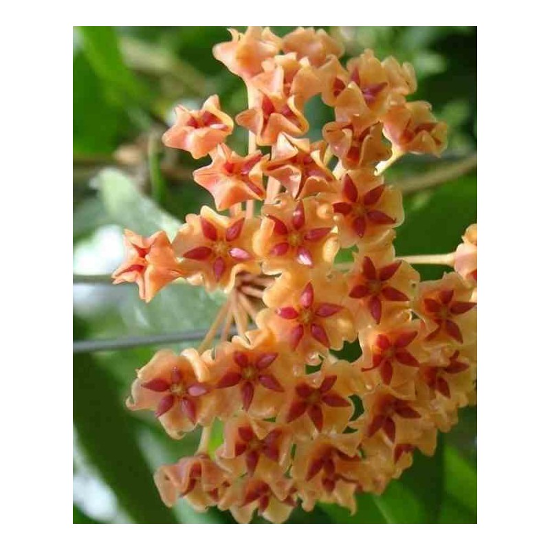 Hoya SP. Philippines (Fleur de porcelaine, fleur de cire)