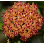Hoya valmayoriana (Fleur de porcelaine, fleur de cire)