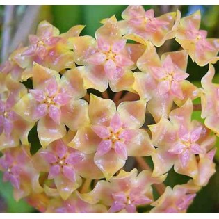 Hoya vitellina (Fleur de porcelaine, fleur de cire)
