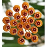 Hoya waymaniae (Fleur de porcelaine, fleur de cire)
