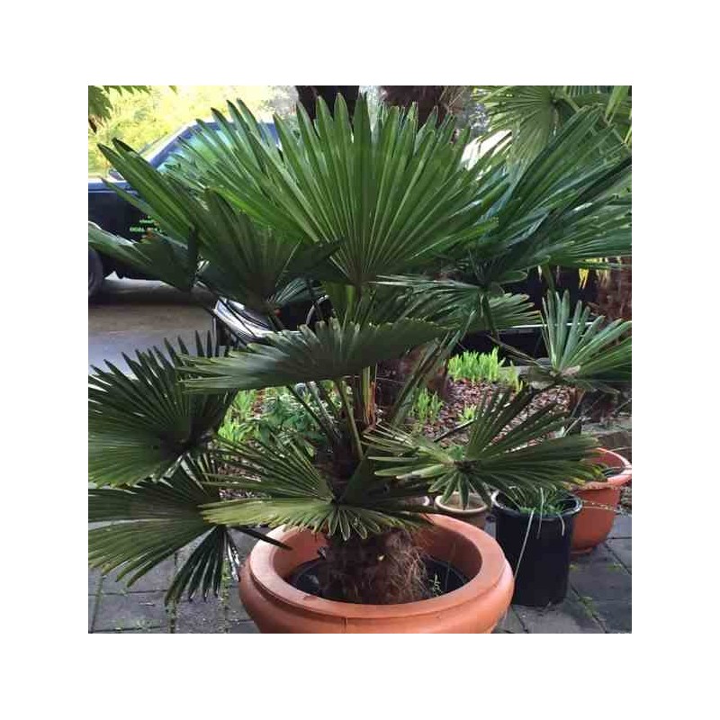 Trachycarpus wagnerianus (Palmier de chusan, Palmier moulin à vent)