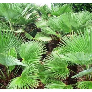 Trachycarpus wagnerianus (Palmier de chusan, Palmier moulin à vent)