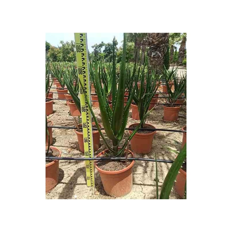 Aloe barberae (Aloe.bainesii)