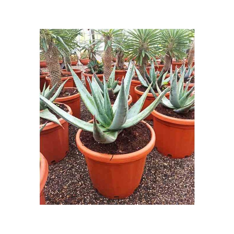 Aloe ferox (Aloes du cap)