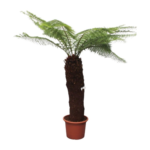 Dicksonia Antarctica - 280Cm - Ø60