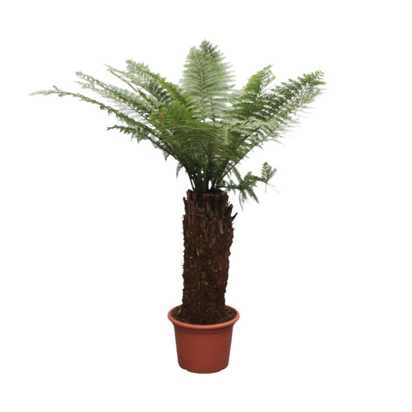 Dicksonia Antarctica - 250Cm - Ø50
