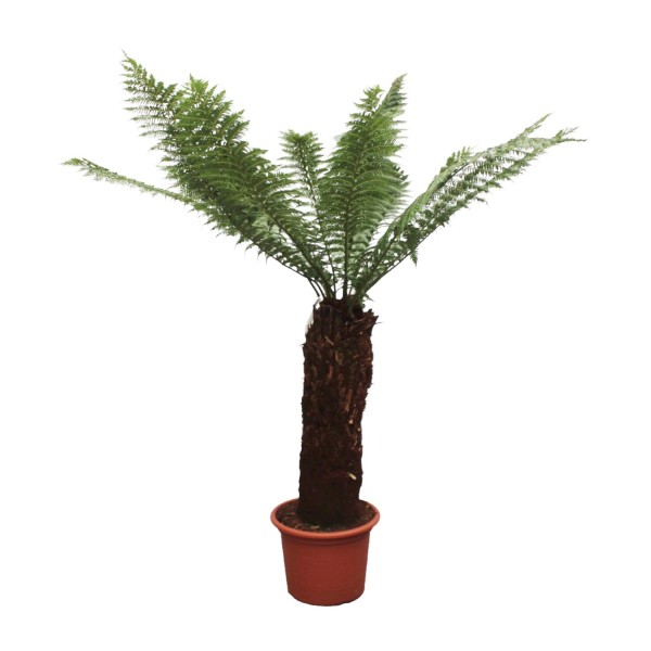 Dicksonia Antarctica - 230Cm - Ø55