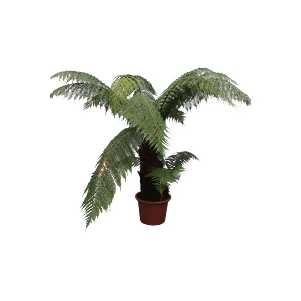 Dicksonia Antarctica - 180Cm - Ø50