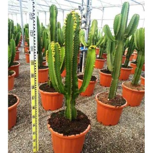 Euphorbia candelabrum Euphorbia candelabrum