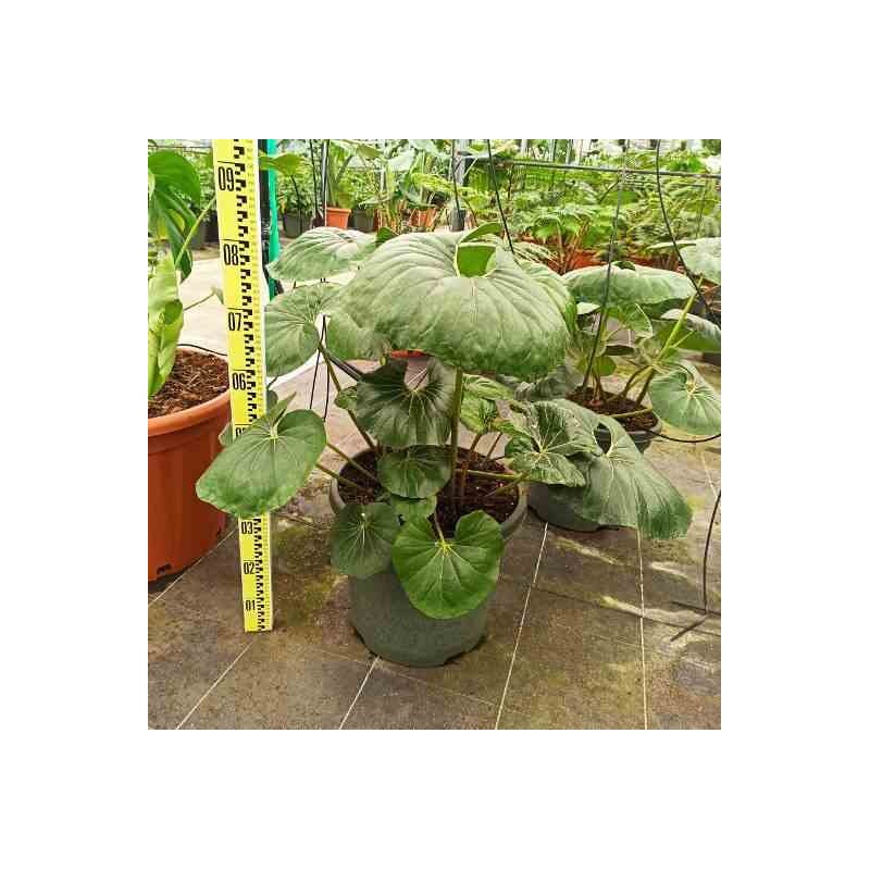 Ligularia tussilaginea (plante panthère)