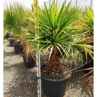 Livistona australis (Palmier éventail d'Australie)