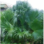 Livistona chinensis (palmier éventail chinois)