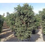 Metrosideros excelsa (Arbre de Noël)