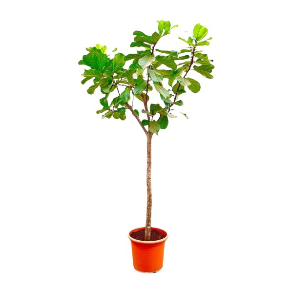 Ficus Lyrata Tree Xxxl - 300Cm - Ø55