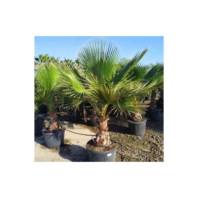 Washingtonia robusta (Palmier éventail,Palmier du Mexique )
