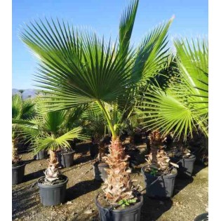 Washingtonia robusta (Palmier éventail,Palmier du Mexique )