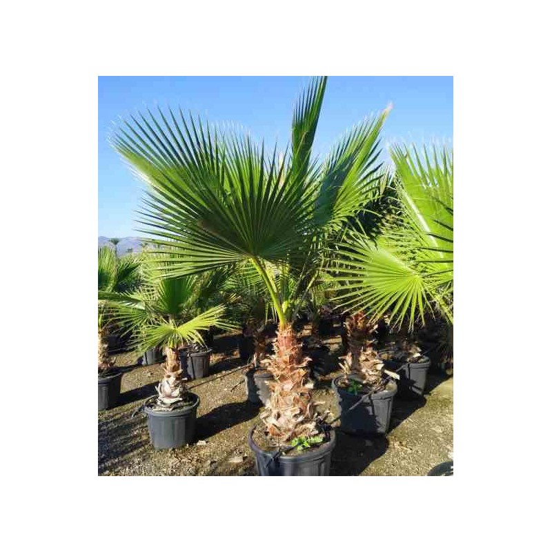 Washingtonia Robusta (Palmier éventail,Palmier du Mexique)
