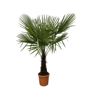Trachycarpus - 180Cm- Ø30
