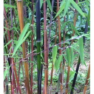 Fargesia jiuzhaigou B1 (Bambou non traçant)
