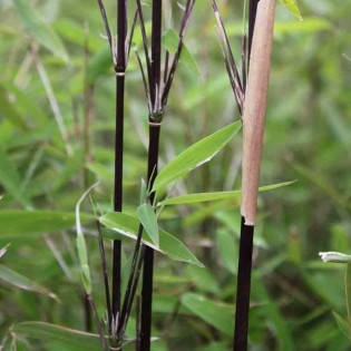 Fargesia nitida "Blackpearle" (Bambou non traçant)