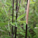 Fargesia nitida "Blackpearl" (Bambou non traçant)