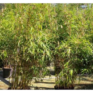 Fargesia robusta “Pingwu”(Bambou non traçant)