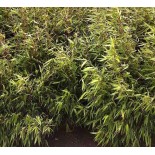 Fargesia Robusta « Pingwu » (Bambou non traçant)