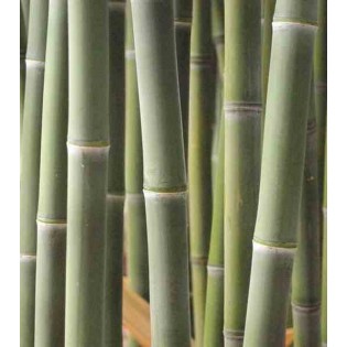 Phyllostachys atrovaginata (bambou à encens)