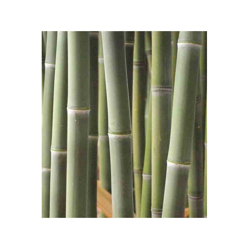 Phyllostachys atrovaginata (bambou à encens)
