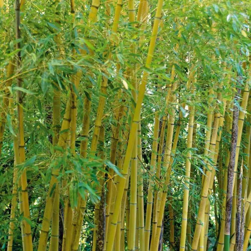 Phyllostachys aurea (bambou doré)