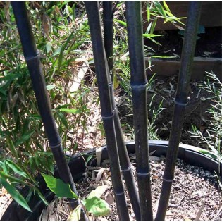 Phyllostachys nigra (bambou noir)