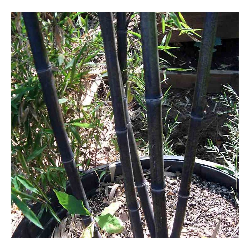Phyllostachys nigra (bambou noir)