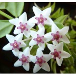 Hoya bella (Fleur de porcelaine, fleur de cire)